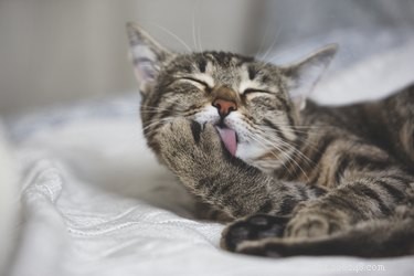 Obsessive-Compulsive Disorder in Cats: Recognize, Diagnose, and Treat