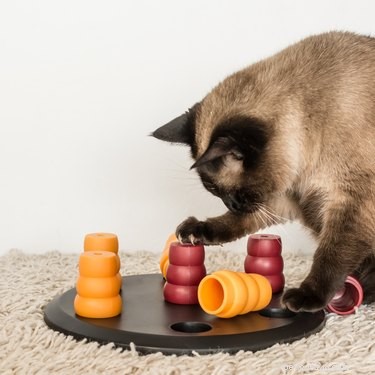 Obsessive-Compulsive Disorder in Cats: Recognize, Diagnose, and Treat