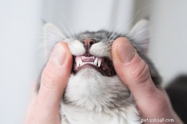Is Brushing Your Cat s Teeth Essential? Discover the Health Benefits