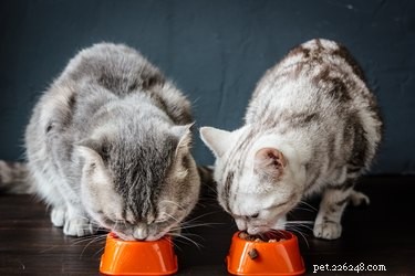 Are You Feeding Your Cat Correctly? Essential Tips for Healthy Nutrition
