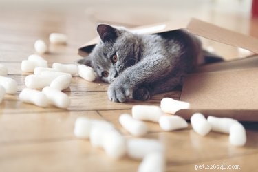 Top CBD Oils for Cats (2019): Trusted Brand Reviews & Safety Guide