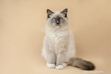 Top CBD Oils for Cats (2019): Trusted Brand Reviews & Safety Guide