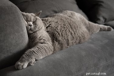 Top CBD Oils for Cats (2019): Trusted Brand Reviews & Safety Guide