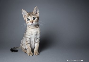 The Complete Guide to CBD Oil for Cats: Benefits, Safety, and Usage