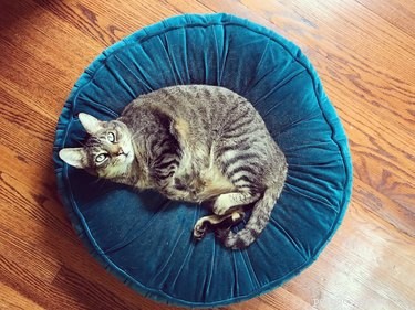 The Complete Guide to CBD Oil for Cats: Benefits, Safety, and Usage