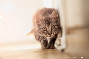 The Complete Guide to CBD Oil for Cats: Benefits, Safety, and Usage