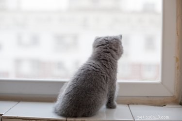 Should Cats Be Allowed Outdoors? Expert Insights for Their Happiness