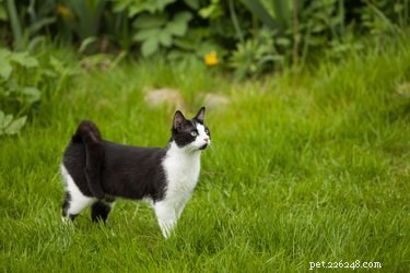 Should Cats Be Allowed Outdoors? Expert Insights for Their Happiness