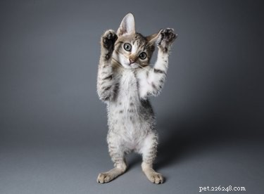How to Hold a Cat: Tips for a Comfortable, Stress‑Free Experience