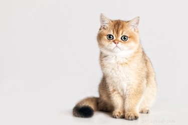 How to Hold a Cat: Tips for a Comfortable, Stress‑Free Experience