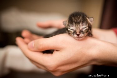 How to Hold a Cat: Tips for a Comfortable, Stress‑Free Experience