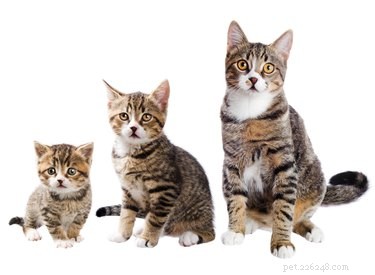 How to Know When Your Cat Has Reached Full Size: Expert Tips and Reliable Indicators