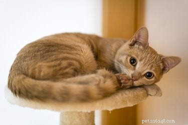 How to Know When Your Cat Has Reached Full Size: Expert Tips and Reliable Indicators
