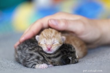 How to Know When Your Cat Has Reached Full Size: Expert Tips and Reliable Indicators