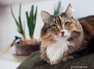 How to Tell When Your Cat Turns Senior: Understanding the Aging Stages of Felines