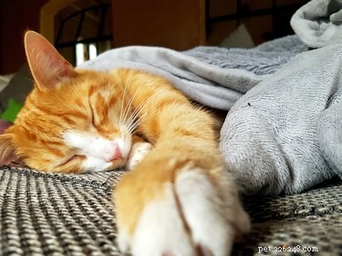 How to Care for Your Senior Cat: Essential Tips for Healthy Aging