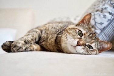 How to Care for Your Senior Cat: Essential Tips for Healthy Aging