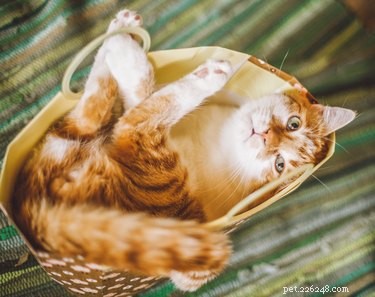 How to Care for Your Senior Cat: Essential Tips for Healthy Aging