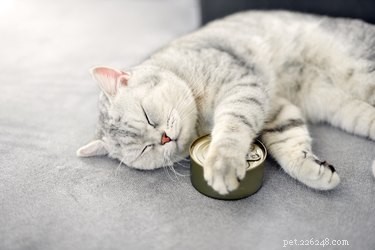 Top Senior Cat Food Choices: Expert Nutrition Tips for Aging Cats