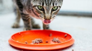 Top Senior Cat Food Choices: Expert Nutrition Tips for Aging Cats