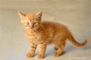 Cat Age Converter: Translate Your Cat s Years into Human Years (Age Chart & Guide)