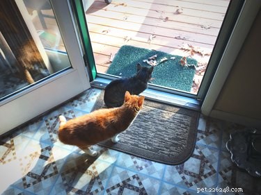 How to Spot a Happy Indoor Cat: Key Signs of Contentment