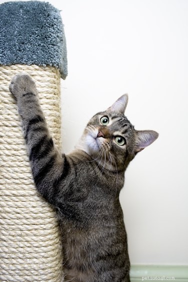 How to Spot a Happy Indoor Cat: Key Signs of Contentment