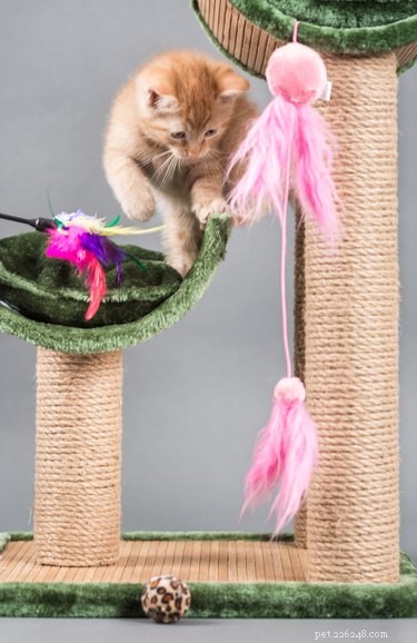 How to Spot a Happy Indoor Cat: Key Signs of Contentment