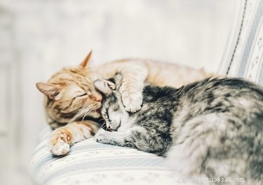 How to Spot a Happy Indoor Cat: Key Signs of Contentment