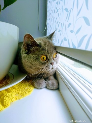 How to Spot a Happy Indoor Cat: Key Signs of Contentment