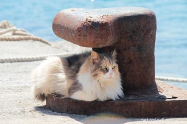 Do Cats Sweat When Hot? Understanding Their Cooling Tactics