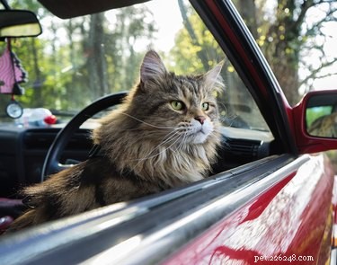 Do Cats Sweat When Hot? Understanding Their Cooling Tactics