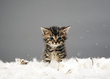 Do Cats Feel Embarrassment? Understanding Feline Emotions