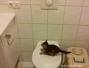 Do Cats Feel Embarrassment? Understanding Feline Emotions