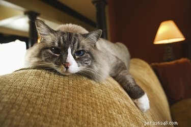 Do Cats Recognize They ve Been Neutered? Expert Insights