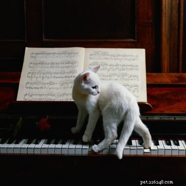 Do Cats Recognize They ve Been Neutered? Expert Insights