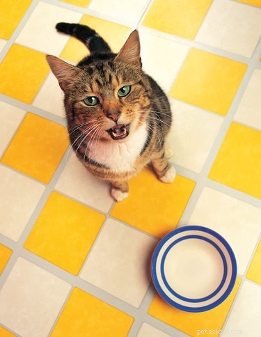 Do Cats Recognize They ve Been Neutered? Expert Insights