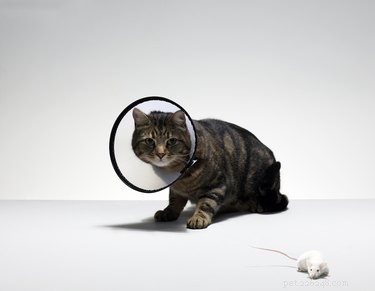 Do Cats Recognize They ve Been Neutered? Expert Insights