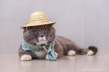 How to Safely Give Your Cat Medicine: A Step‑by‑Step Guide