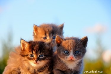 How to Safely Give Your Cat Medicine: A Step‑by‑Step Guide