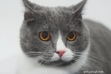 How to Safely Give Your Cat Medicine: A Step‑by‑Step Guide
