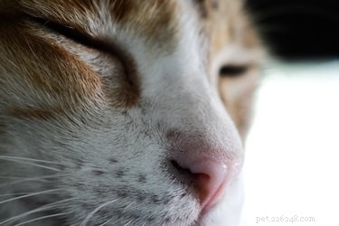 Can Cats Detect Human Cancer? The Science Behind Their Nose