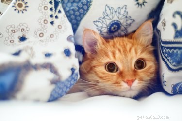 Can Cats Detect Human Cancer? The Science Behind Their Nose