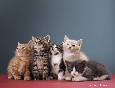 Do Kittens from the Same Litter Share the Same Father?