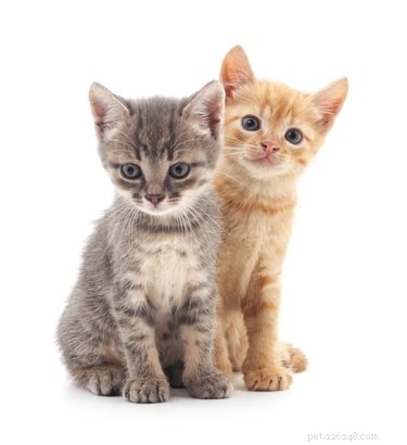 Do Kittens from the Same Litter Share the Same Father?