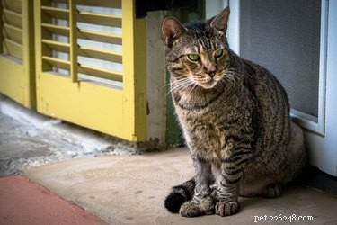 Polydactyl Cats: Why Some Cats Have Six Toes and Their Famous Home at Hemingway’s