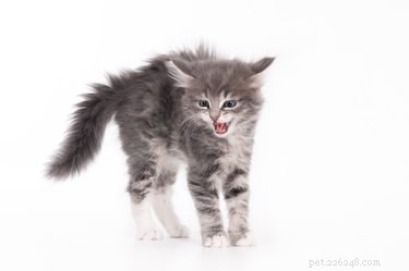Why Cats Hiss: Decoding Their Defensive Body Language