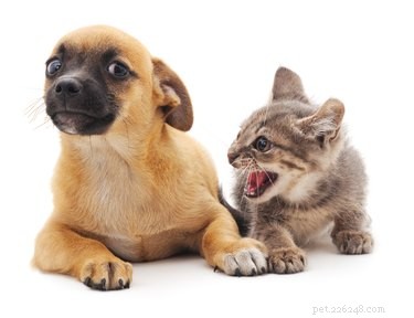 Why Cats Hiss: Decoding Their Defensive Body Language