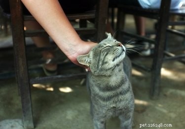 Can Cats Laugh? Exploring Feline Humor and Science