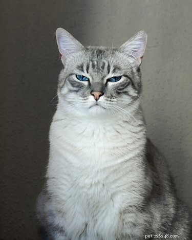 Do Cats Really Smile? Debunking the Myth